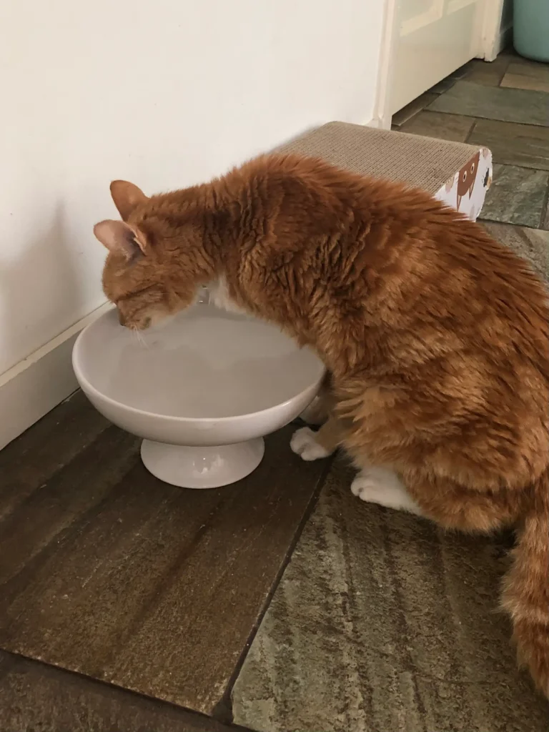 Oudere kat met artrose die drinkt uit een verhoogde waterbak
