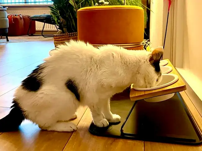 Oudere kat met artrose die eet uit een verhoogde voerbak