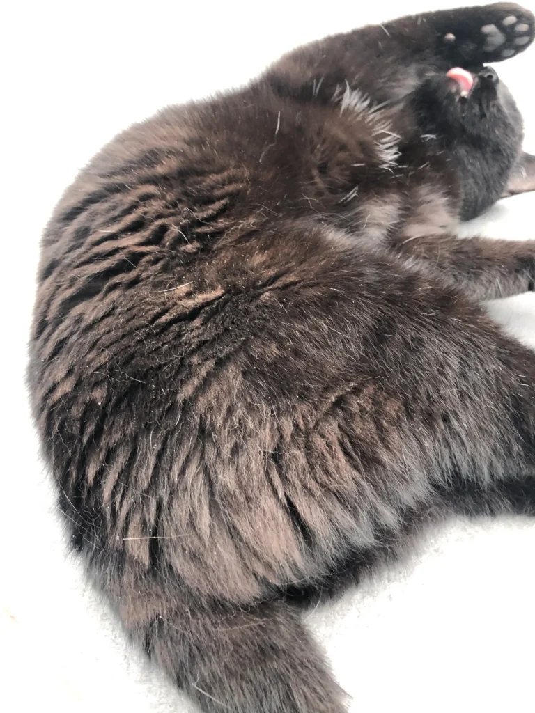 Een oudere kat met klitten en 'openstaande' vacht door vermindere vachtverzorging